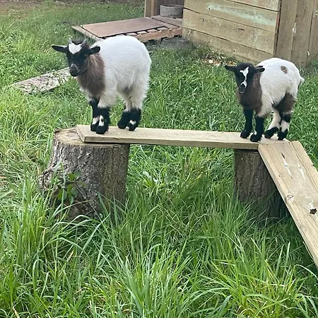 The Yellow Retreat *