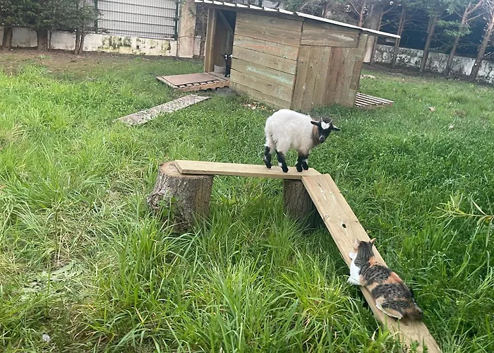 The Yellow Retreat *