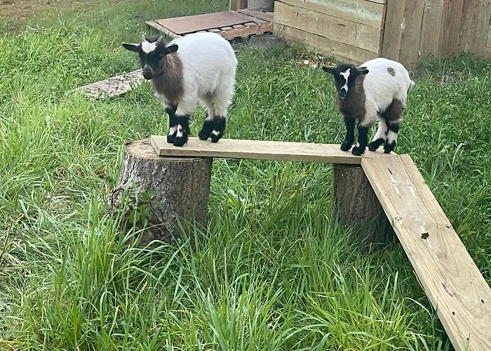 The Yellow Retreat *